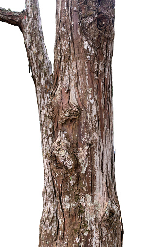 Tree trunk isolated on white background. Atlantic forest, tropical tree.