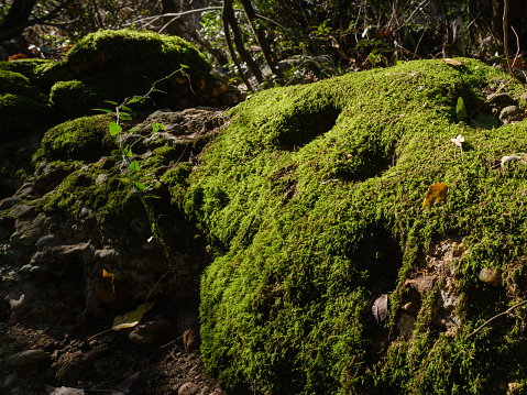 a beautiful mossy rock in the forest
