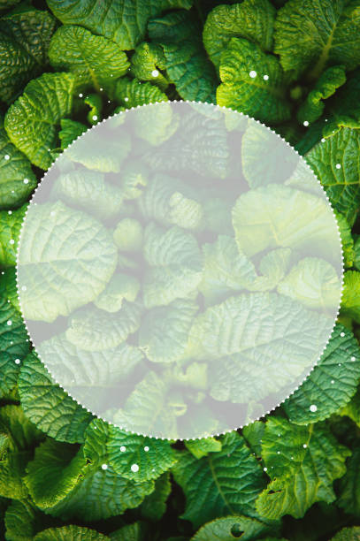 istock Abstract nature background with green plant leaves and creative round frame 1464497737