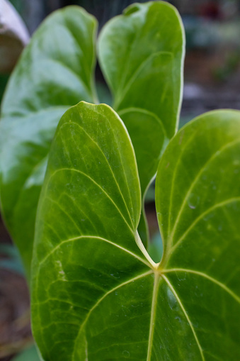 Closeup of two green anturio leaves, one in front of the other, filling the frame, shallow depth of field, abstract texture environment nature design and decoration