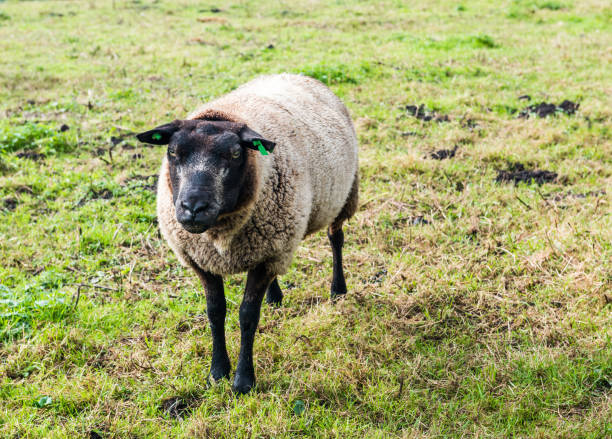 istock Dutch brown sheep on the grass. Zaanse Schans, Netherlands. 1464499355