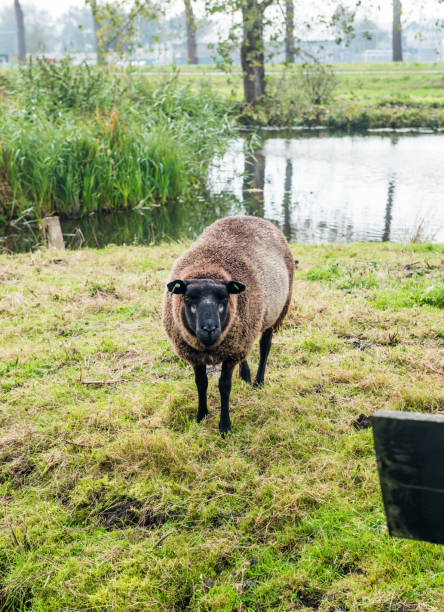 Dutch brown sheep on the grass. Sheep in Zaanse Schans, Netherlands.