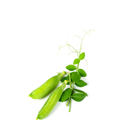 Pea Leaf and Pods Isolated, Green Leaves, Fresh Legumes Sprouts, Spring Pea Shoots, Young Sugar Green Peas on White Background
