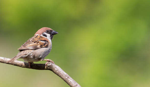 евразийский древесный воробей, passer montanus. птица сидит на ветке на красивом зеленом фоне - tree sparrow стоковые фото и изображения