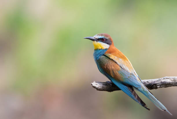 istock European bee-eater, Merops apiaster. A bird sits on a branch against a beautiful blurred background. 1464501130