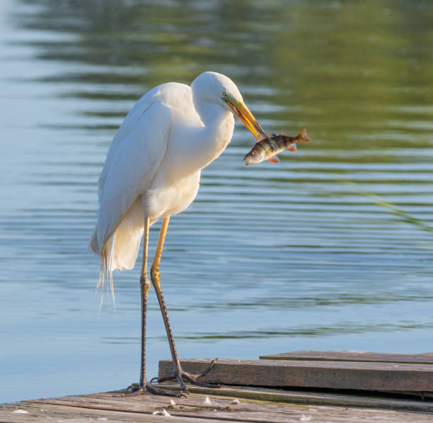 grande aigrette, ardea alba. un bel oiseau debout sur la rive d’une rivière tenant un poisson dans son bec - wading snowy egret egret bird photos et images de collection