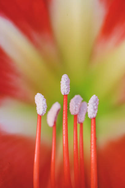 istock Hippeastrum rutilum flower macrophotography 1464502129