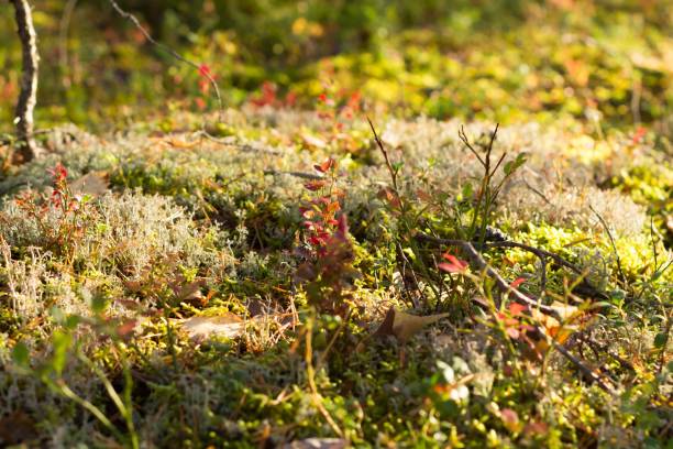 istock Lingonberry bushes among the moss on a sunny day 1464502168