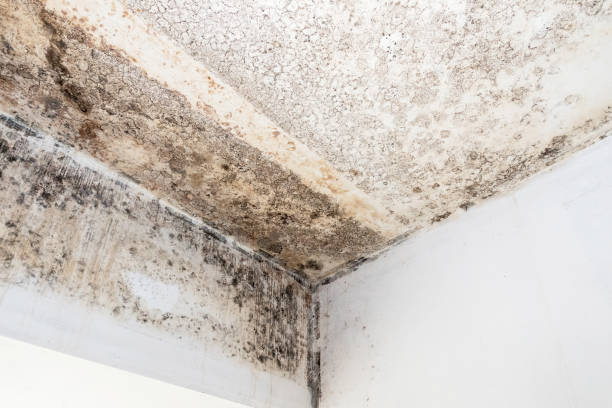 istock Mold fungus on ceiling and wall 1464503355