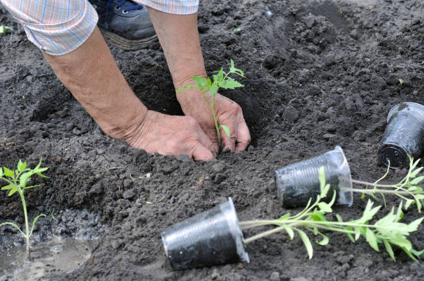 istock gardener planting a tomato seedling 1464503630
