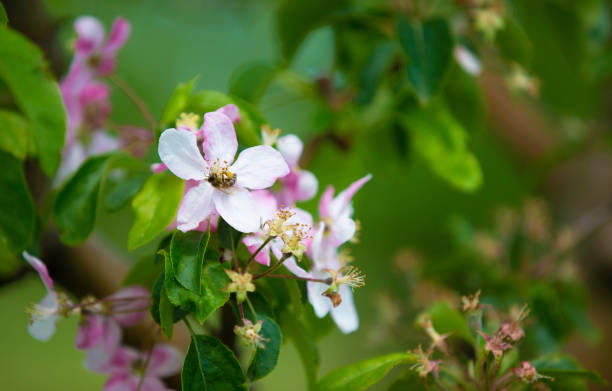 um ramo de uma macieira florescente com uma flor rosa. - bee apple tree flower single flower - fotografias e filmes do acervo