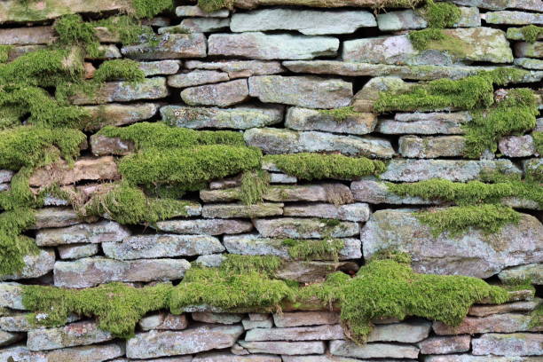 old dry stone wall covered in moss and lichen - textured stone gray green imagens e fotografias de stock