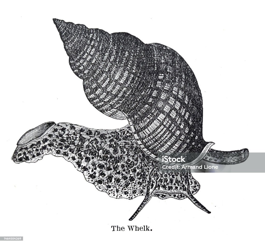 Whelks Shell Vector Common Whelk Stock Illustration - Download Image Now - Covering, Food ...