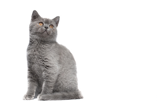 A cute British Shorthair blue cat sits in profile on a white background and looks into the camera with big orange eyes.