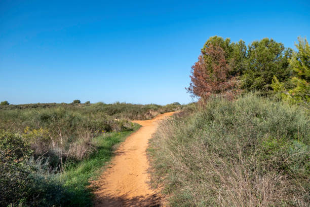 istock Sandy road between green bushes and trees 1464507049