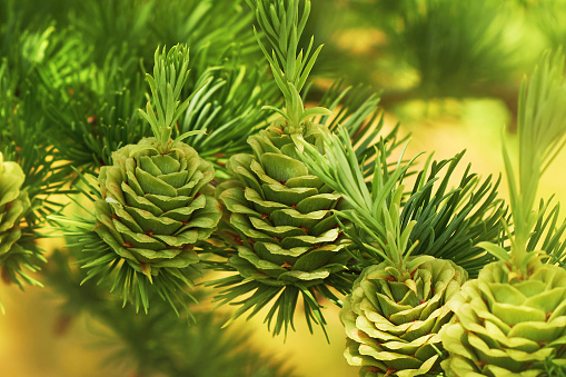 pine cone on pine needles, macro image