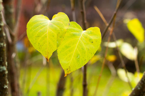 Two green leaves on the bushes