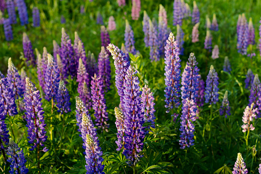 Field with lupin flowers and grass.