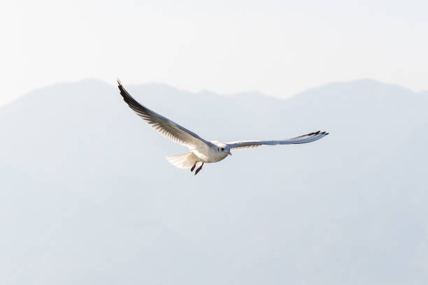 istock White seagulls flying over Sea 1464512664