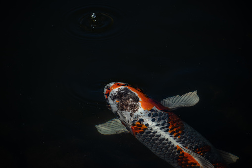 Close-up picture of a beautiful orange-white-black colored koi/carp
