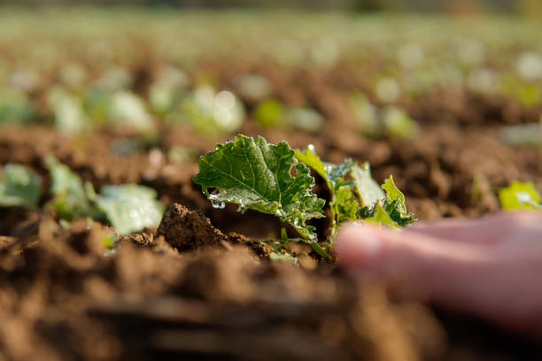 istock farmer hands touching a plant in the ground. Vegetation growth. Earth day 1464514911