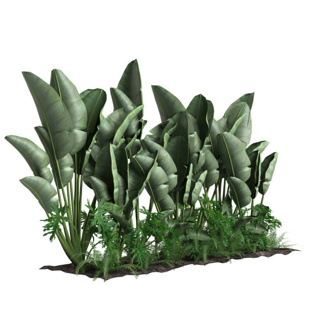 istock 3d illustration of tropical bush isolated on white background 1464516070