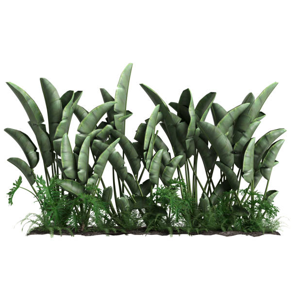istock 3d illustration of tropical bush isolated on white background 1464516089