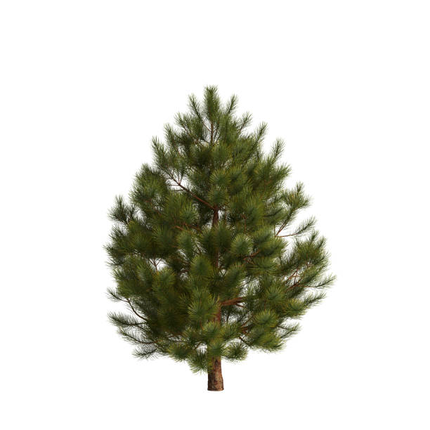 istock 3d illustration of pinus mugo tree isolated on white background 1464516112