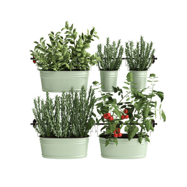 istock 3d illustration of set wall plant isolated on white background 1464516765