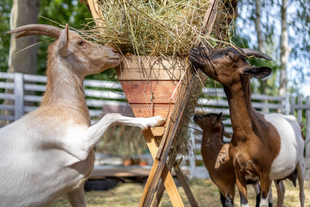 Cameroon Dwarf Goats are eats hay from feeder at the farm. stock photo