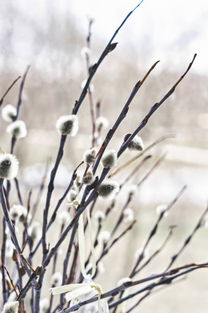 istock Bunch of willow sprigs decorated for Easter with decorative glass Easter eggs, rustic style. 1464517385