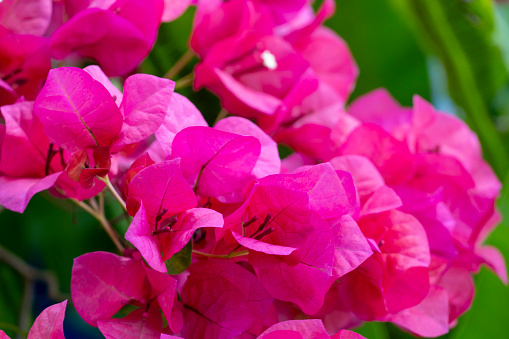 Blooming Pink Bougainvillea Flower branch,   summer nature gardening