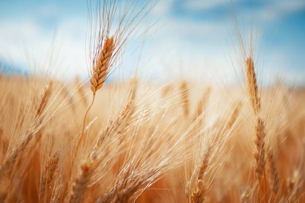 Ripe ears of wheat in a field against the blue sky. stock photo