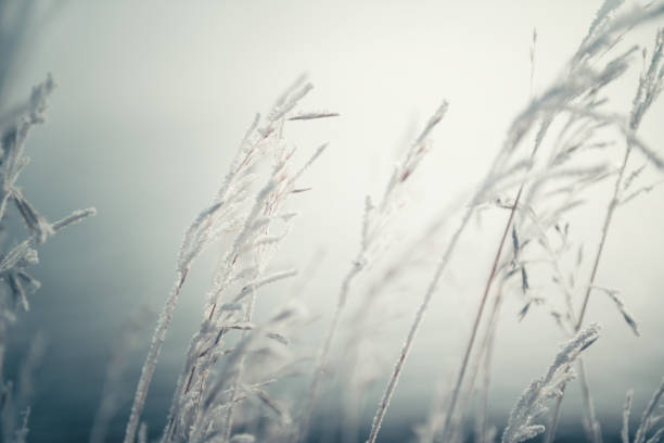 Frost-covered plants in winter forest at sunrise. Macro image, shallow depth of field. Winter nature background