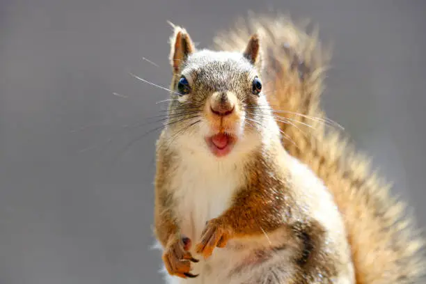 An American red squirrel with a lot to say.