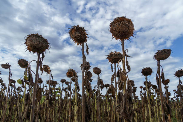 istock dried sunflower, ready for harvesting, agricultural field 1464521773