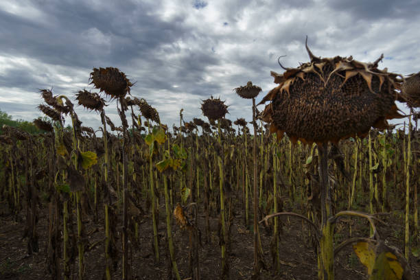 istock dried sunflower, ready for harvesting, agricultural field 1464521908