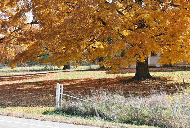 Fallen Leaves
