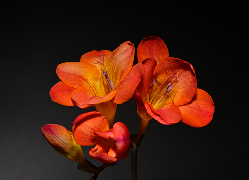 A stem of orange Freesia taken indoors to give a black background. A close-up showing opened flowers and a number of buds in various stages of development. The stamens and stigmas are clearly focussed on two flowers with an amount of pollen on one of them. The main flowers are very well focussed.