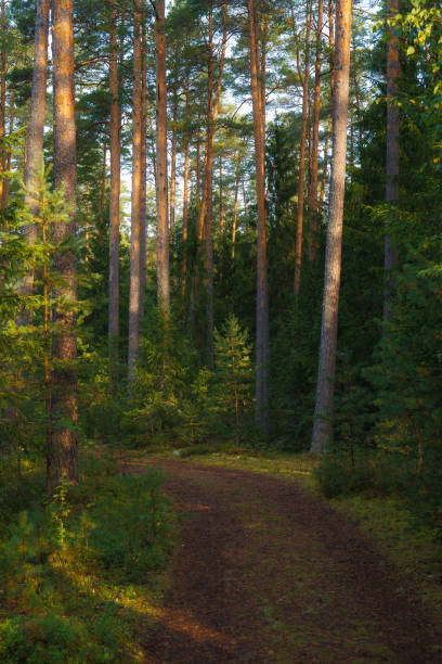 istock Path in beautiful pine forest lit by the sun. Estonia. 1464527291