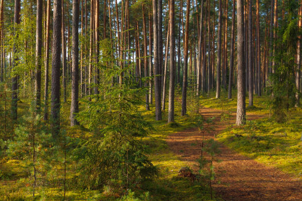 istock Path in beautiful pine forest lit by the sun. Estonia. 1464527329