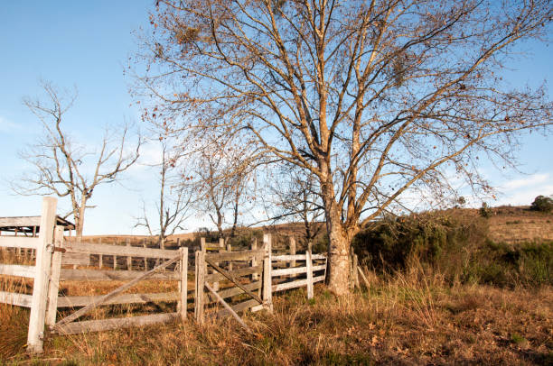 istock Old wooden fence and bare trees 1464528251