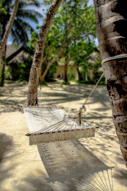 istock Hammock tied to palm trees 1464529207