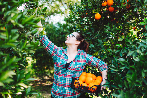 istock Female farmer picking in oranges in fruit garden 1464529263