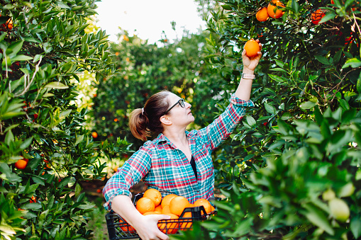 Female farmer picking in oranges in fruit garden