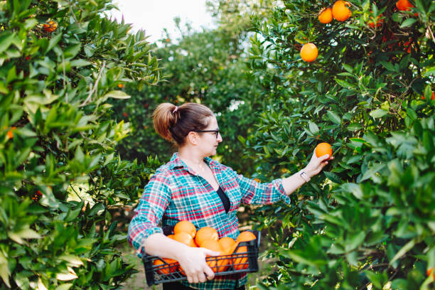 istock Female farmer picking in oranges in fruit garden 1464529289