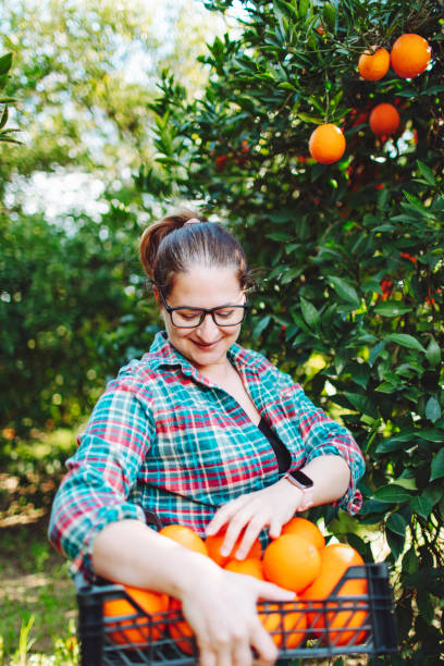 istock Female farmer picking in oranges in fruit garden 1464529413