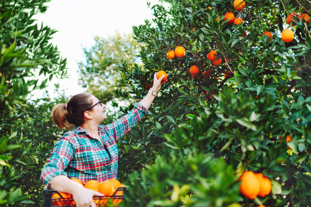 istock Female farmer picking in oranges in fruit garden 1464529460