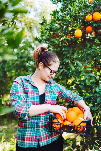 istock Female farmer picking in oranges in fruit garden 1464529506