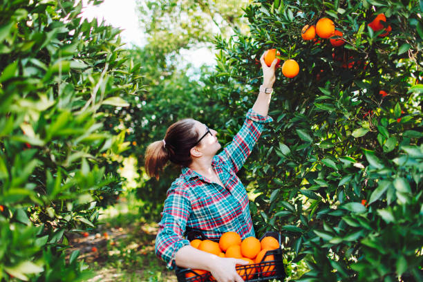 istock Female farmer picking in oranges in fruit garden 1464529561